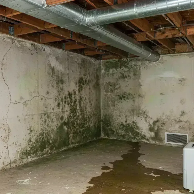 Professional Mold Removal in Opportunity, WA